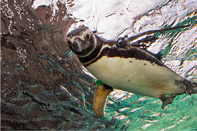SeaWorld San Diego