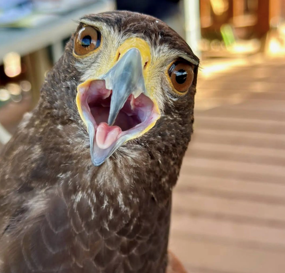 Liberty Wildlife