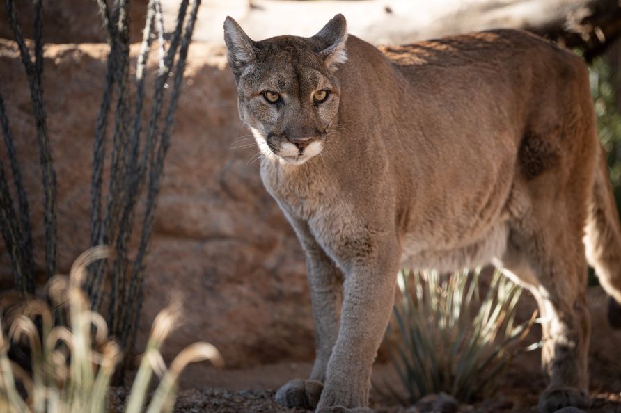 Phoenix Zoo