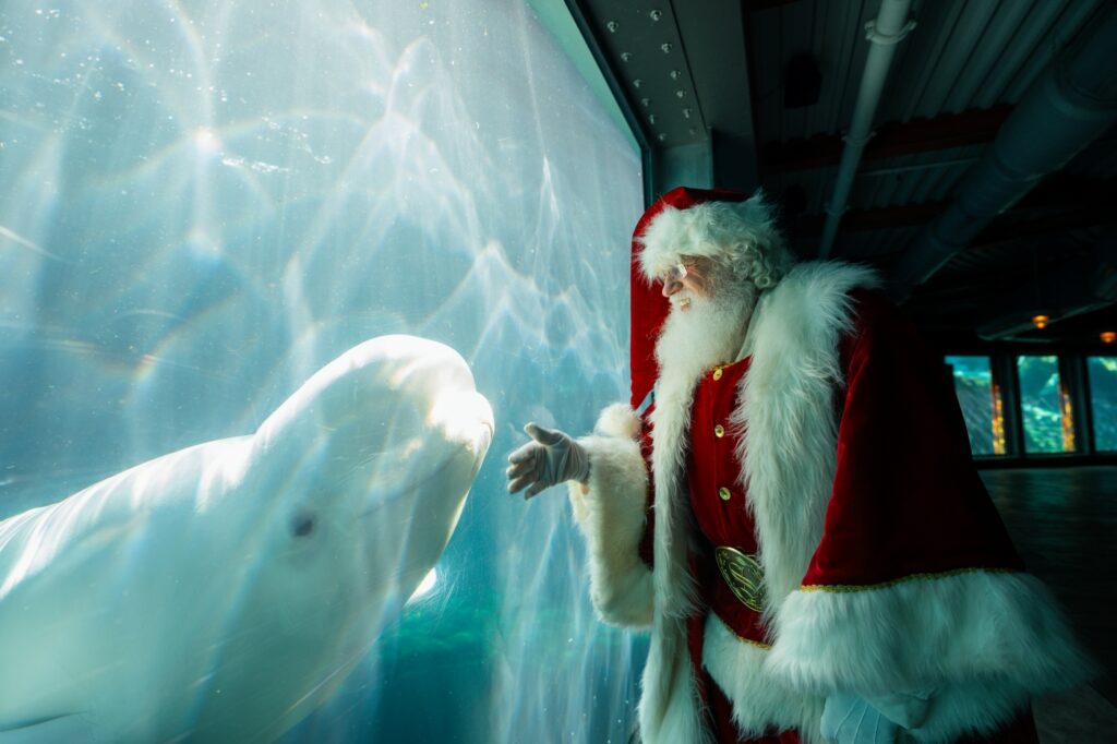 SeaWorld San Diego’s Christmas Celebration