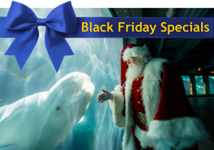 BLACK FRIDAY &#8211; CYBER MONDAY