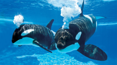 SeaWorld&reg; San Antonio