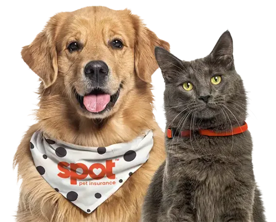Spot Pet Insurance
