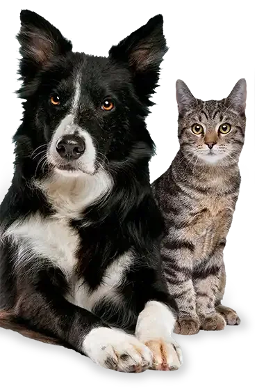 spot pet insurance black dog grey cat