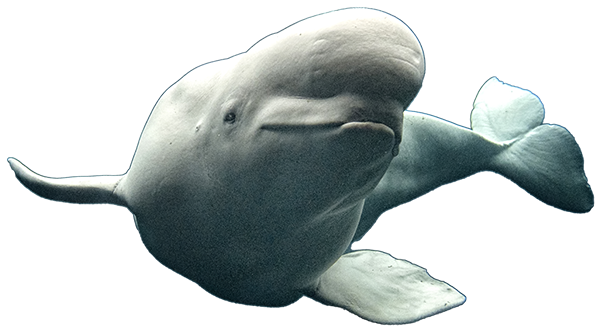 seaworld beluga whale